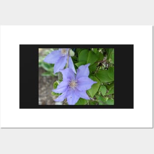 Clematis Fuji-Museme Flowers 1 Posters and Art